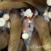shrimp_coral_mushroom_std_h_0034_pal0744.jpg